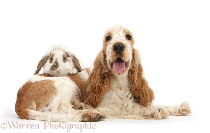Orange Cocker Spaniel, Arthur, 1 year old, with brown-and-white Lop rabbit, white background