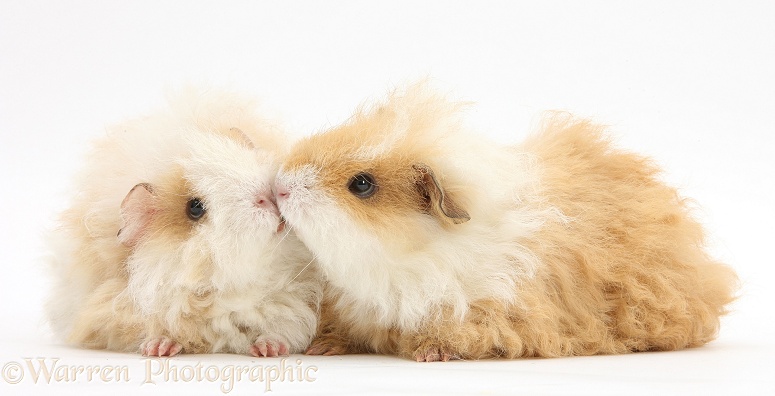 Alpaca Guinea pigs, white background