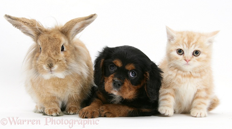 Black-and-tan Cavalier King Charles Spaniel pup, sandy Lionhead rabbit and ginger kitten, white background