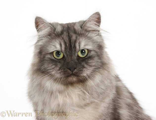 Persian x Birman female cat, Forrest, 2 years old, white background