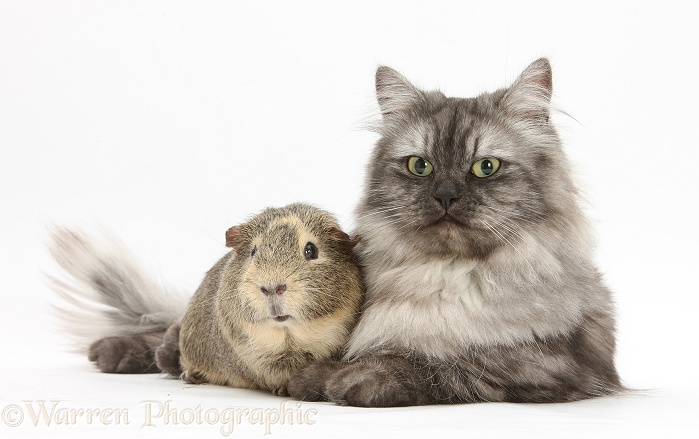 Persian x Birman female cat, Forrest, 2 years old, with Guinea pig, white background