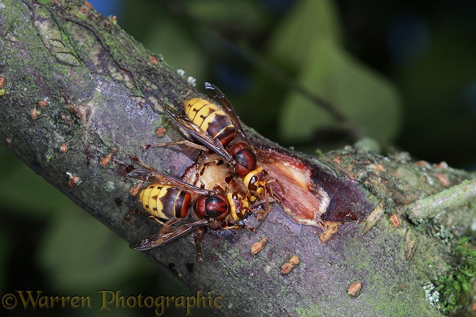 European Hornet (Vespa crabro) workers feeding on Cotoneaster sap from a wound that they have created by chewing away the bark. Showing mutual tolerance of workers from the same nest.  Europe