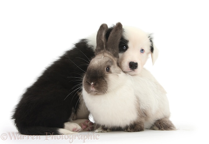 Black-and-white Border Collie pup with colourpoint rabbit, white background