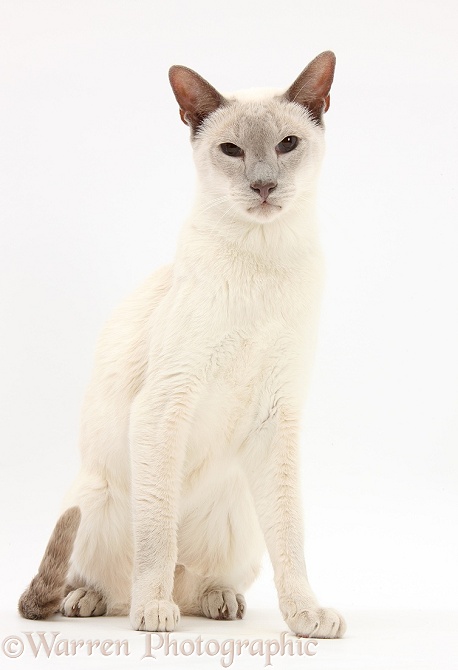 Blue point Siamese cat, Jacob, 9 years old, white background