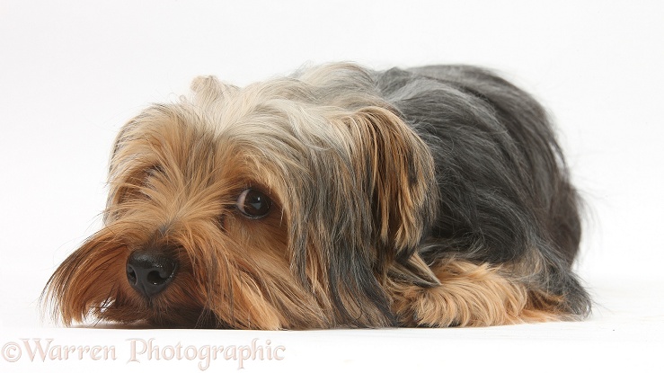 Yorkshire Terrier, Billie, lying with chin on the floor, white background