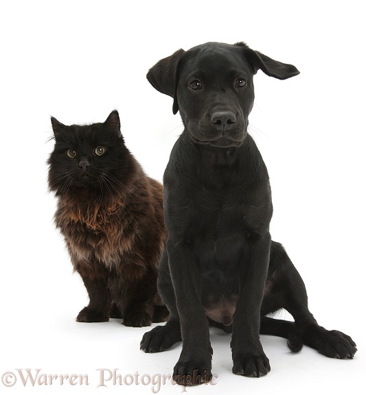 Dark chocolate cat, Scruffy, with Black Labrador Retriever pup, Sam, white background