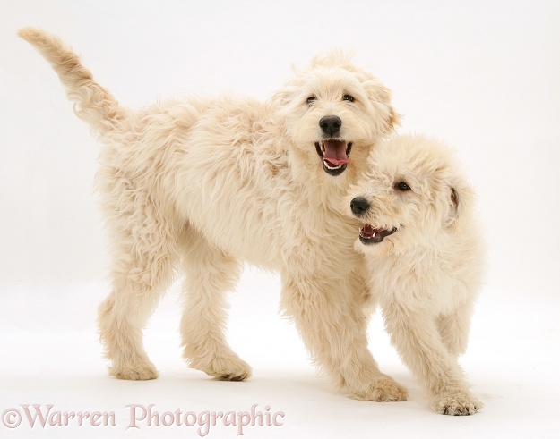 Cream Labradoodle bitch and pup playing, white background