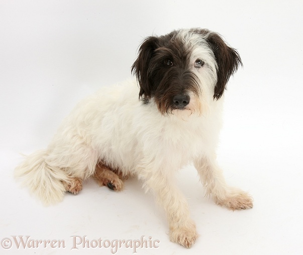 West Highland White Terrier x Jack Russell dog, Dim, 1 year old, white background