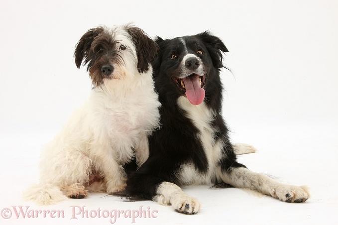 West Highland White Terrier x Jack Russell dog, Dim, 1 year old, with black-and-white Border Collie dog, Flyn, 5 years old, white background