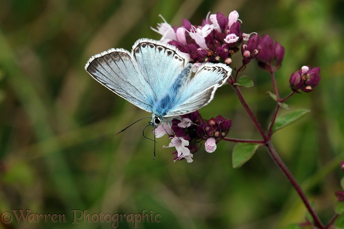 Chalkhill Blue Butterfly (Lysandra coridon) male on Marjoram (Origanum vulgare).  Europe including Britain
