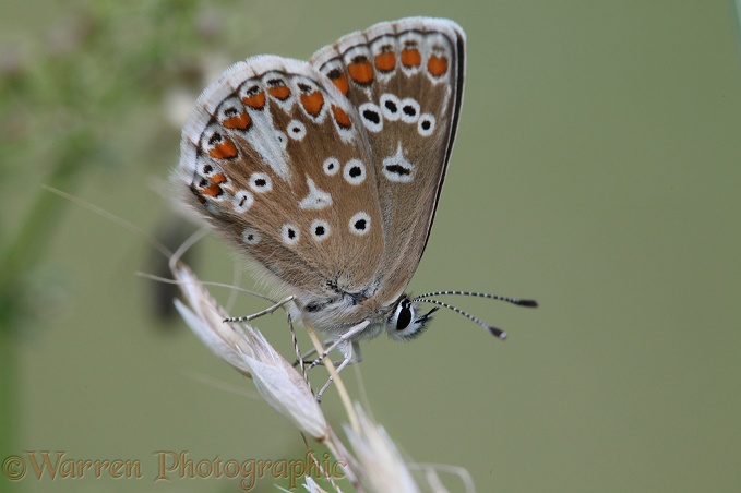 Adonis Blue Butterfly (Lysandra bellargus) female at rest.  Europe including Britain