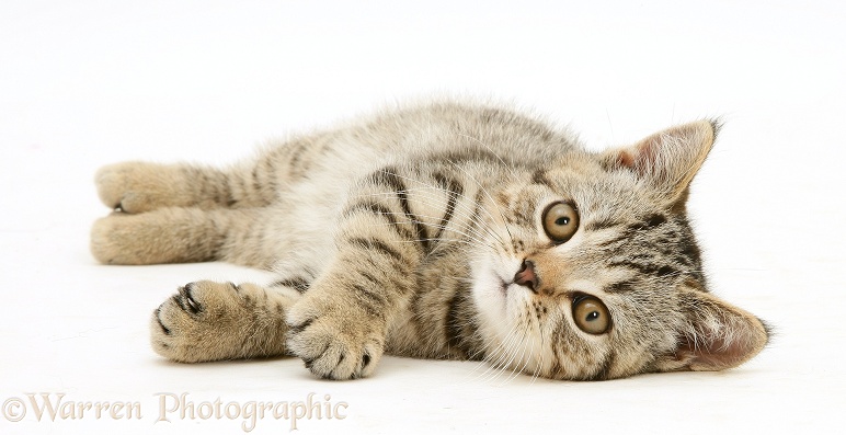 Tabby kitten lying on its side, white background