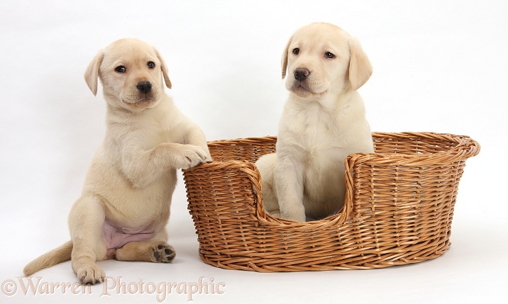 Yellow Labrador Retriever pups, 7 weeks old, in a wicker dog basket, white background