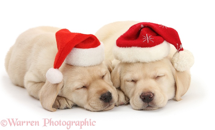 Sleeping Yellow Labrador Retriever pups, 8 weeks old, wearing Father Christmas hats, white background