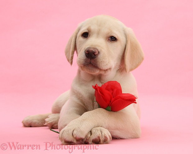 Yellow Labrador Retriever bitch pup, 10 weeks old, with a red rose and crossed paws
