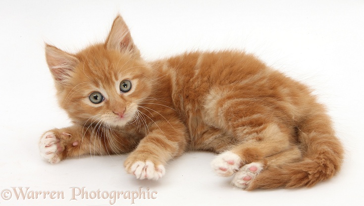 Ginger kitten, Butch, 7 weeks old, rolling playfully on his side, white background