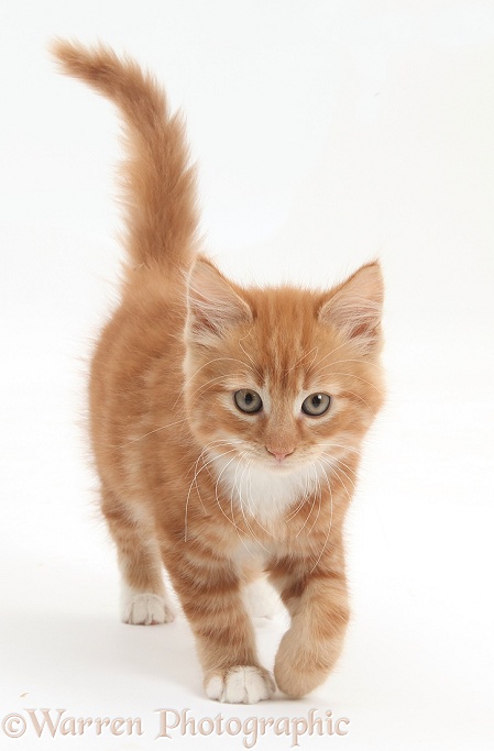 Ginger kitten, Butch, 9 weeks old, walking, white background
