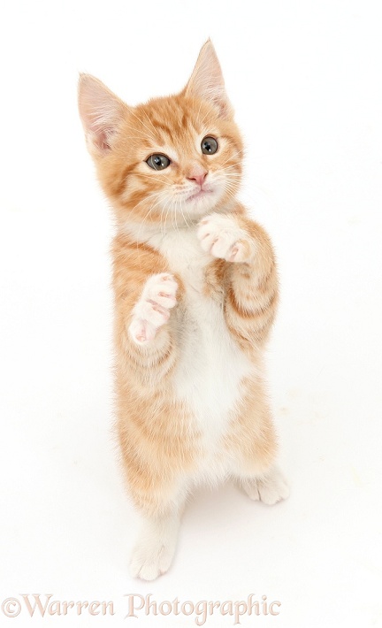 Ginger kitten, Tom, 9 weeks old, dancing, white background