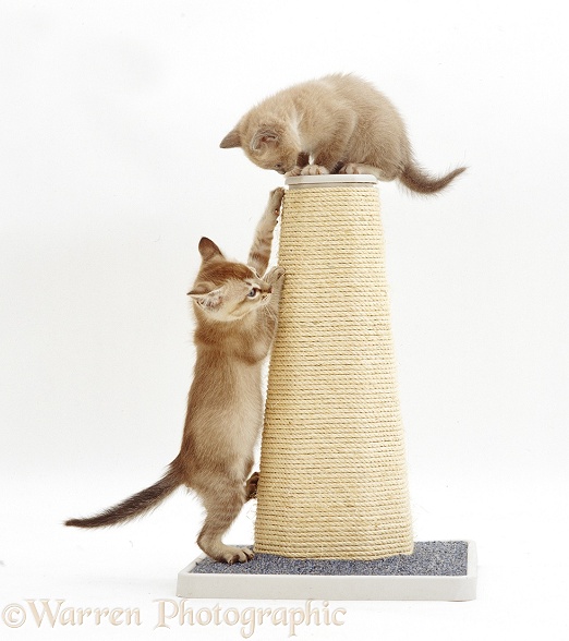 Burmese-cross kittens playing on a scratch post, white background