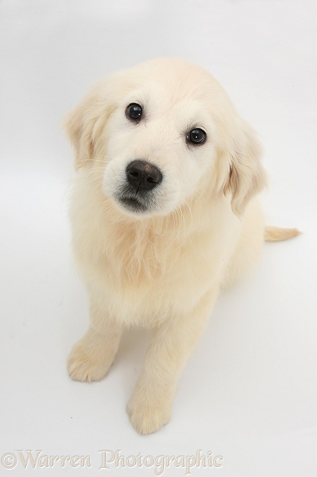 Golden Retriever pup, Daisy, 16 weeks old, looking up, white background