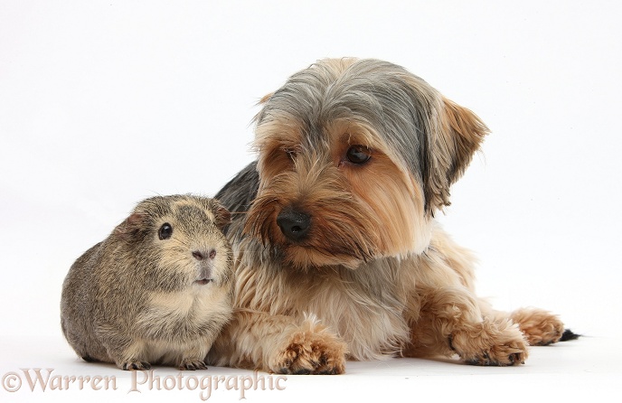 Yorkshire Terrier dog, Dillon, 16 months old, and Guinea pig, white background