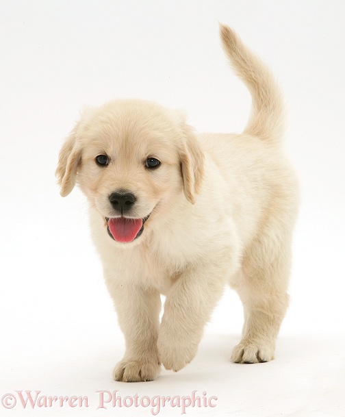 Golden Retriever puppy running forward, white background