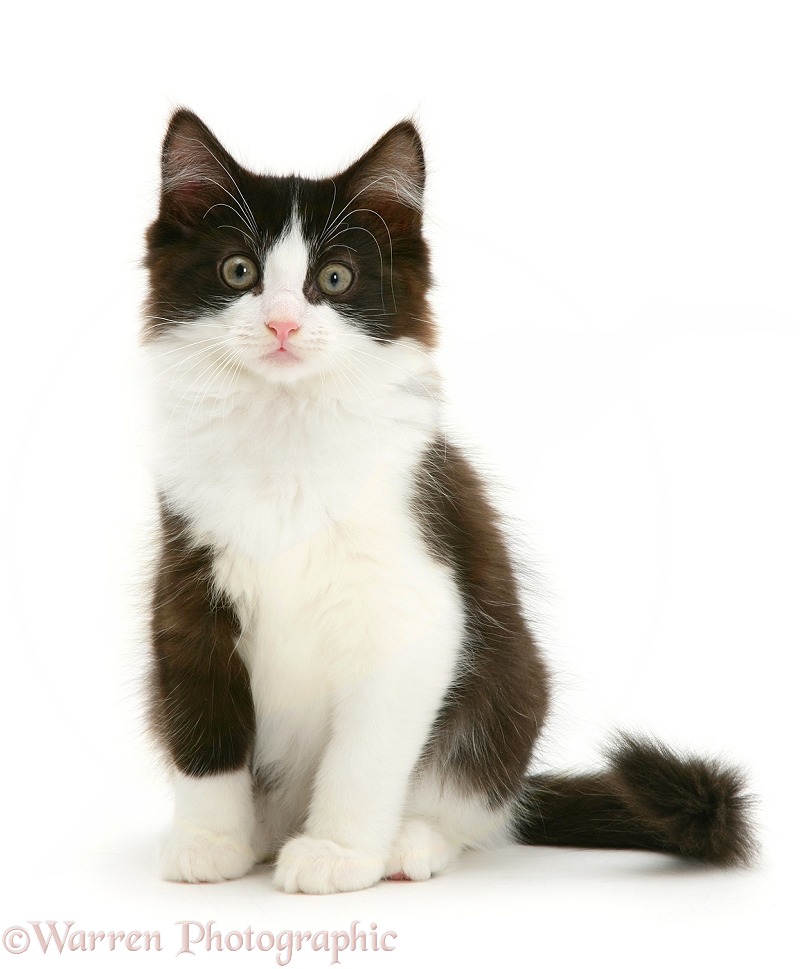 Black-and-white kitten, Felix, sitting, white background