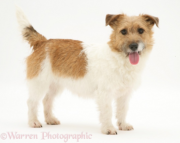 Jack Russell Terrier bitch, Buttercup, white background