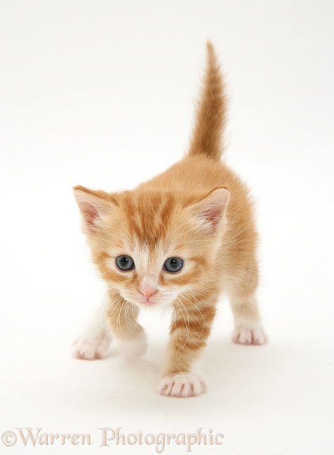 Ginger kitten walking, white background