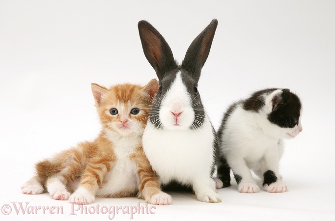 Kittens with blue Dutch buck rabbit, white background
