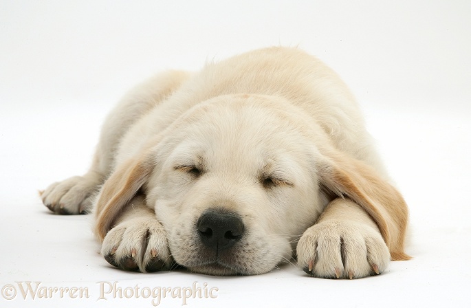 Sleeping Yellow Goldador Retriever pup, white background