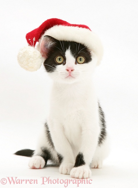 Black-and-white kitten wearing a Father Christmas hat, white background