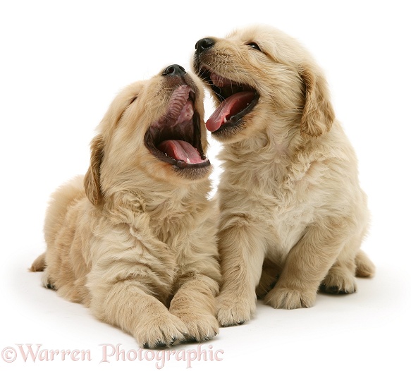 Golden Retriever pups mouth fencing, white background