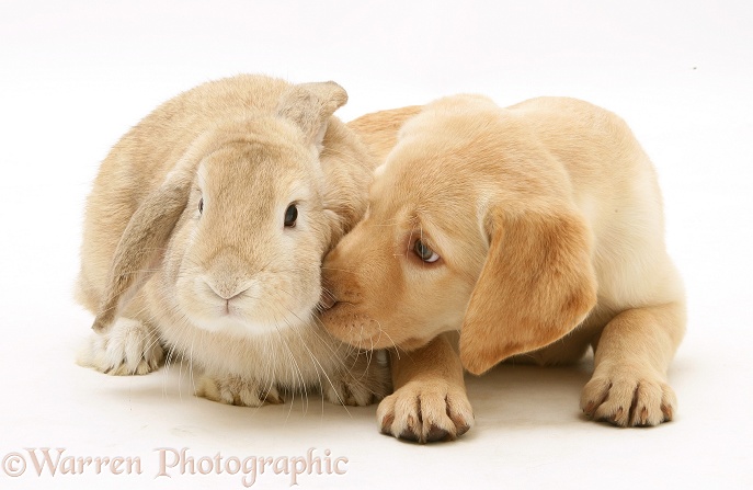 Yellow Retriever pup, Millie, and Sandy Lop rabbit, white background