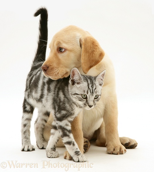 Yellow Labrador Retriever pup with silver tabby kitten, white background