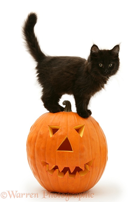 Black Maine Coon kitten with Halloween pumpkin, white background