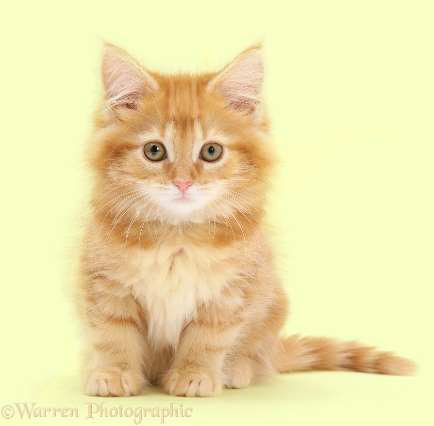 Ginger Maine Coon kitten, white background