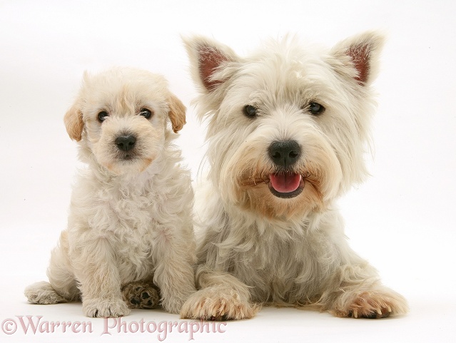 West Highland White Terrier and Woodle (West Highland White Terrier x Poodle) pup, white background