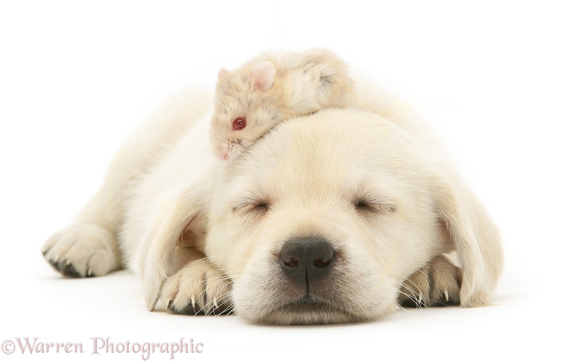 Sleepy Retriever-cross pup with a hamster on its head, white background