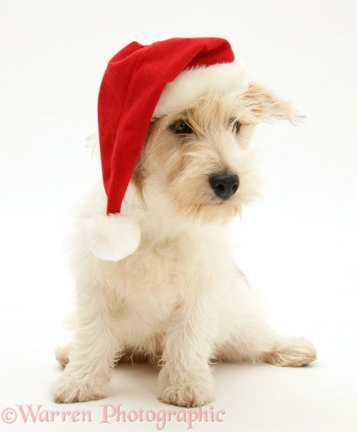Mongrel dog, Mutley, wearing a Father Christmas hat, white background