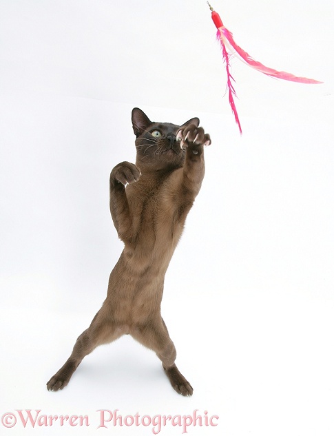 Burmese male cat, Murray, 9 months old, standing up and reaching out, white background