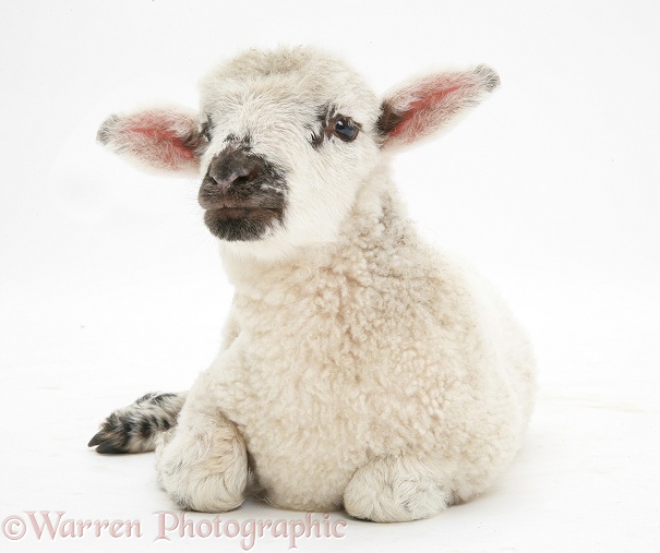 Lamb lying down with head up, white background