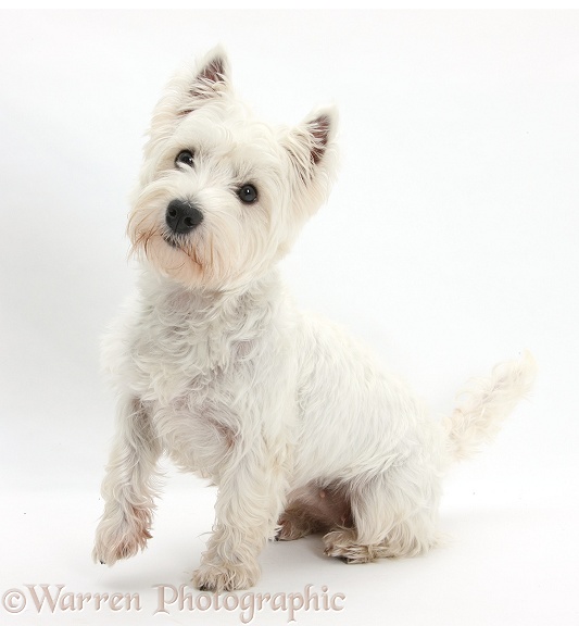 West Highland White Terrier, Betty, sitting and looking inquisitive, white background