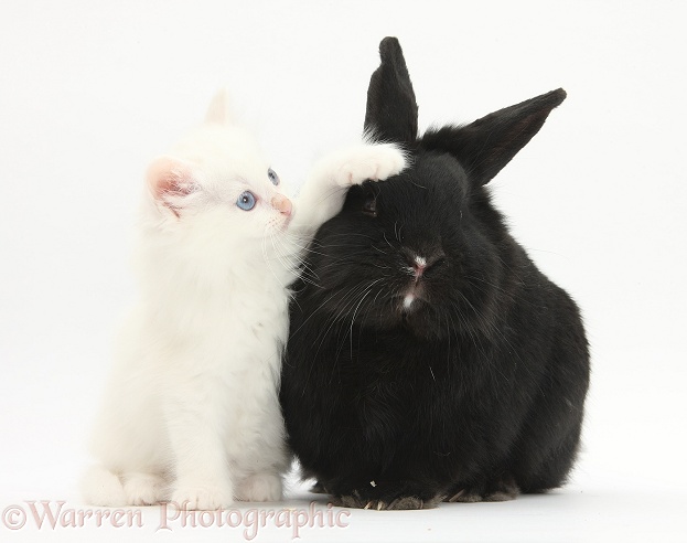 White kitten and black rabbit, white background