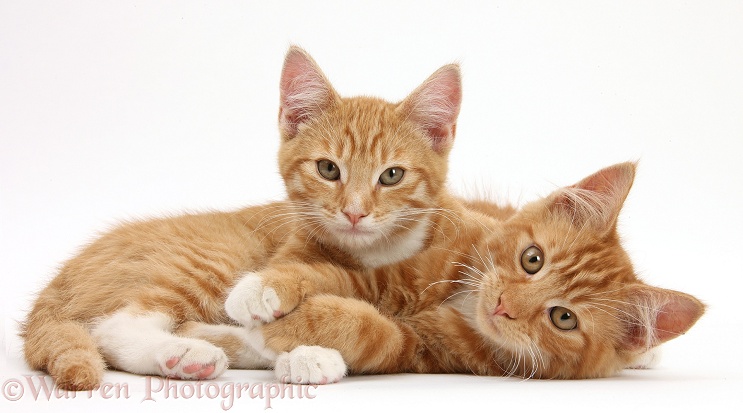 Two ginger kittens, Tom and Butch, 3 months old, lounging together, white background