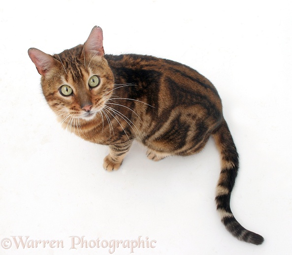 Bengal cat, Spike, looking up, white background