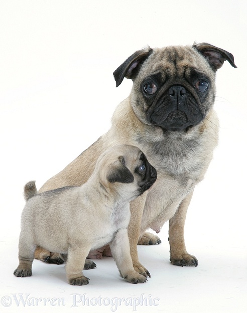 Fawn Pug bitch sitting, with a pup, white background