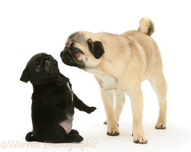 Fawn Pug mother and black pup, white background