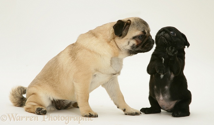 Fawn Pug mother and black pup, white background