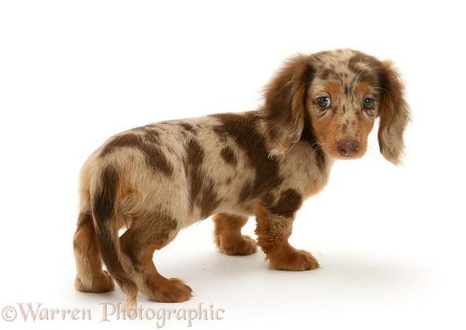 Chocolate Dapple Miniature Long-haired Dachshund pup, white background